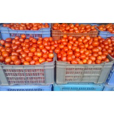 Tomato  hybrid 1 box 